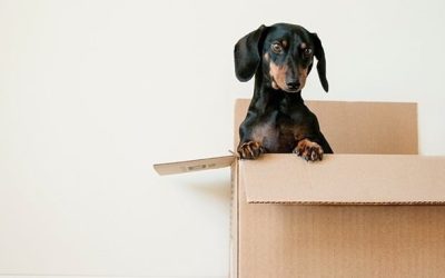 Moving With Pets