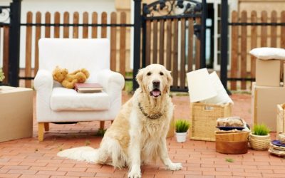 moving-house-with-your-dog-conroy-removals